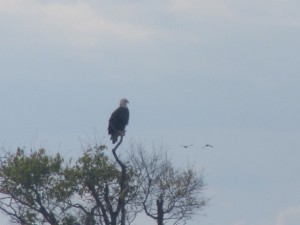 Closeup of the bald eagle. Can't believe my little camera could zoom in this close!
