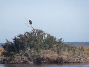 Bald eagle perched on scrubby tree lining the marsh near Field's Cut.