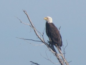 Bald eagle spotted just after exiting skinny water in Field's Cut.