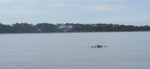 We are often greeted by dolphins along the ICW.