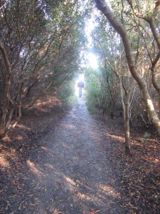 Dudley, walking the canopied path through the dunes to the beach, and  into "the light."