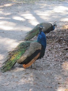 A peacock spotted in St. Augustine.