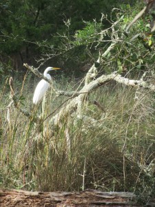 White egret near an alligator pond.