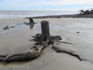 driftwood trunk
