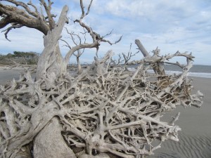 Massive driftwood, as far as the eye could see.