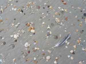 Myriad of shells and beach artifacts to collect.