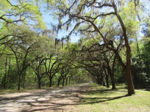 Without a car, we had to walk the entire length of this 1.5 mile tree-lined drive.