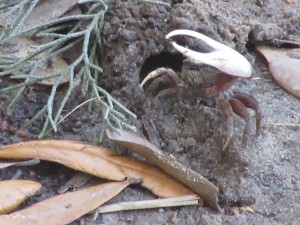 One of hundreds of fiddler crabs we watched at the edge of Wormsloe's marshes.