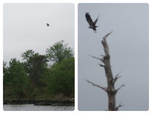 After mentioning that we hadn't seen much wildlife on the Alligator River, lo and behold an eagle captured our attention. Couldn't get the camera out in time for a crisp photo.