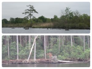 The Pungo Alligator Canal is known for floating logs and stumps. Keep watch!